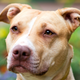 Image for article titled Dog Could At Least Try To Act Like It Cared About Ukraine